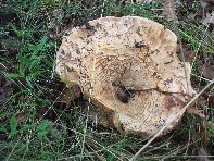 Giarrita - Lactarius_piperaus_20101024 016.jpg